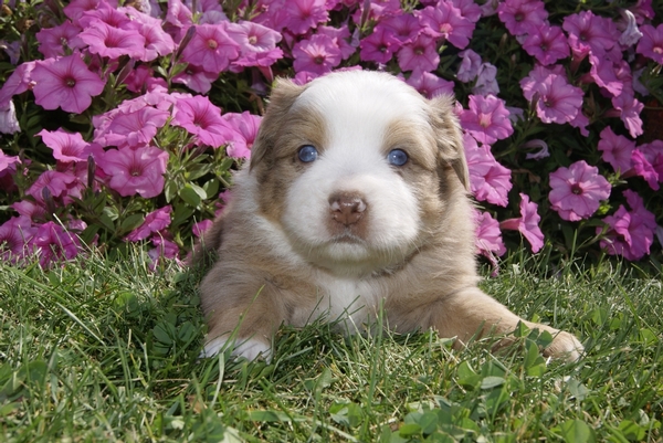 Mini australian shepherd hot sale apartment