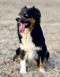 Buckwheat Valley Macy