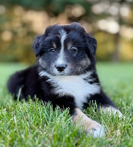 Dakota Boy