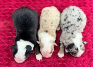 Boston/Pretty Girl 11/11/25