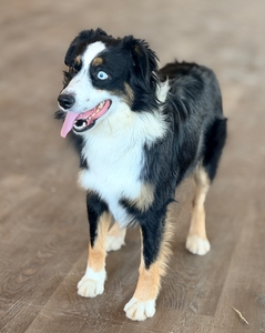 Buckwheat Valley Miss Kiki